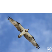 گونه عقاب ماهیگیر Osprey